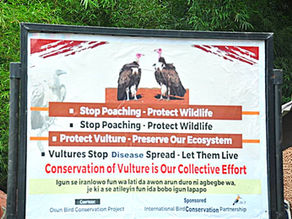 Celebrating International Vulture Awareness Day in West Africa