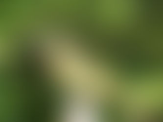 IBCP presents at American Ornithological Society 2021 meeting