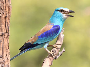 IBCP delivers wildlife brochures to Ghana’s Mole National Park