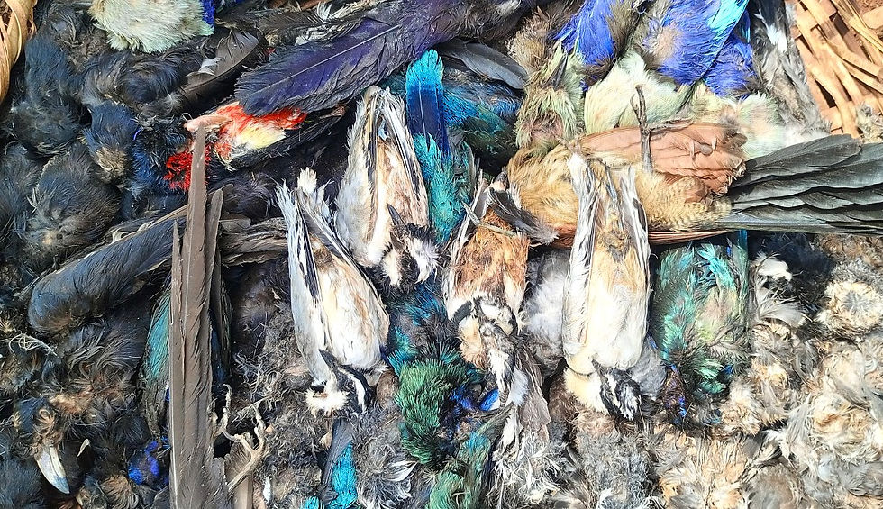 Make birds safe again! IBCP joins BirdLife Spain workshop to tackle illegal killing of birds
