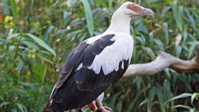 Bird in the Spotlight: Palm-nut Vulture