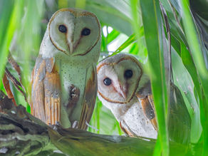 Reimagining the owl: from myth to conservation icon