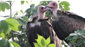 Demand for vultures in West Africa threatens Central African populations