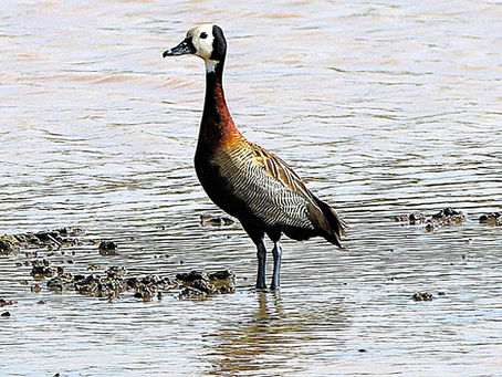 Slaughter in the water: Can the Ramsar Convention protect African waterbirds?