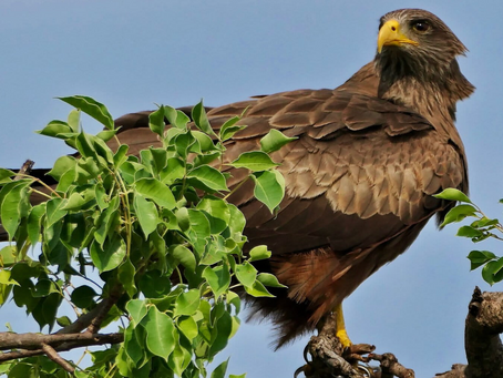 Belief-based use increasing threat to yellow-billed kite, an important African scavenger