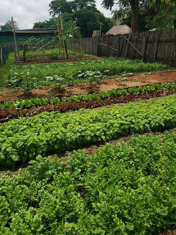 Lettuce and Herbs Nyankunde 2021.jpg