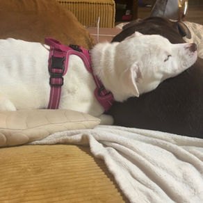 Pixie Update #2