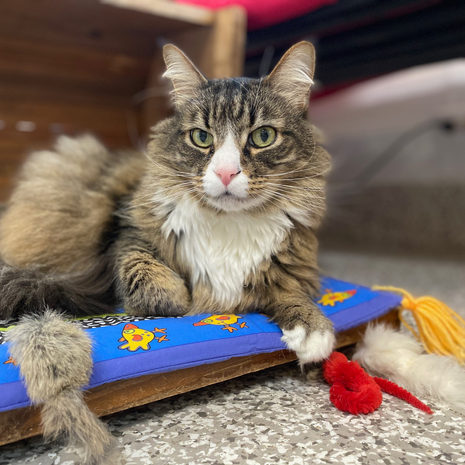 Mr. Mittens