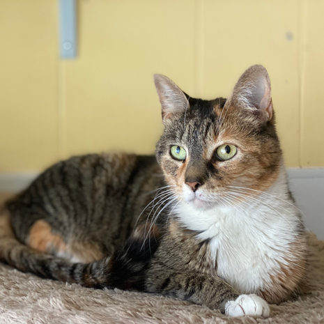Catti LaBelle