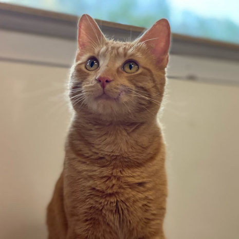 Panko
