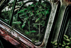 Forest Punk Europe - Raspberry