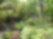 This is a picture of a part of my garden with a palm tree, bamboo and some lantern lights
