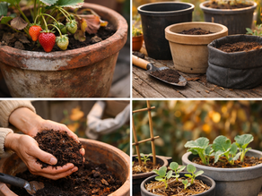 Autumn gardening in progress: Preparing pots with rich soil and nurturing new seedlings, alongside thriving strawberries.