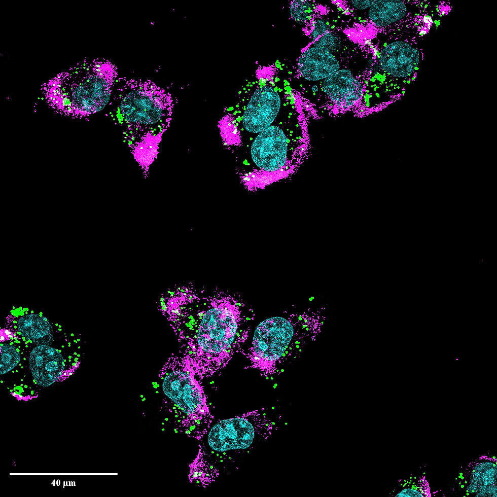 EPIC SSA Lab Images 2025 Part 2