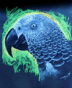 Parrot001 copy.gif
