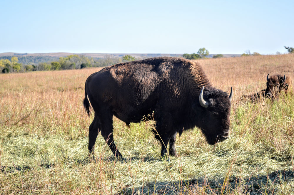 Home on the Range in Kansas, at Plumlee Buffalo Ranch