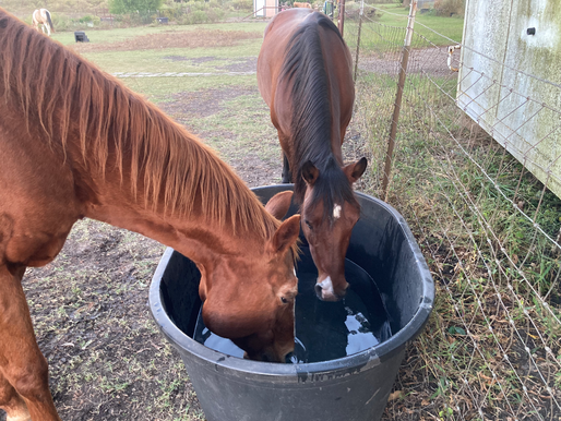 Is Your Horse Drinking Enough Water?