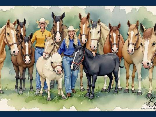 Celebrating 5 Years of Texas Equine – And All We're Thankful For