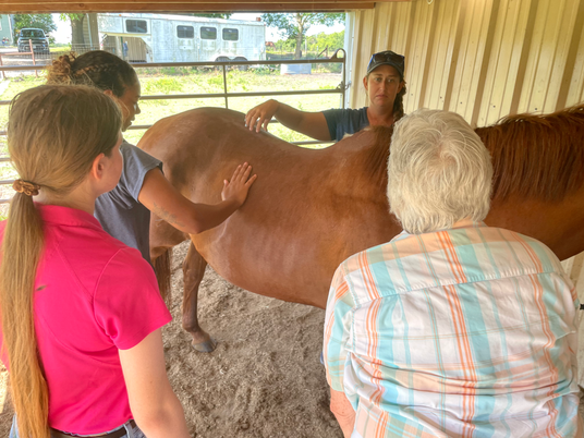 Now Accepting Applications: Join the Texas Equine Internship Program!