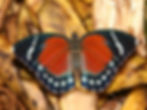 Green Orange Forester (Euphaedra zampa) (female) Photo by Szabolcs Sáfián