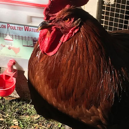 Year of the Rooster....