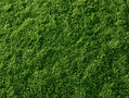 Annel_Sosa_create_real_vibrant_green_grass_background_--ar_43_098eb951-e95e-4c77-996e-f40f