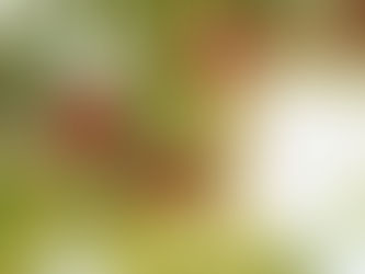 Helpful Tips for Planting and Caring for Fruit Trees