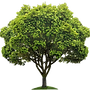 Tree services