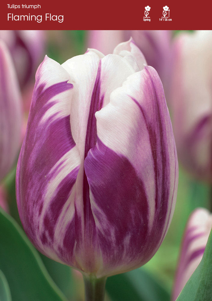 Tulip Flaming Flag