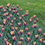Thumbnail: Tulip Gavota