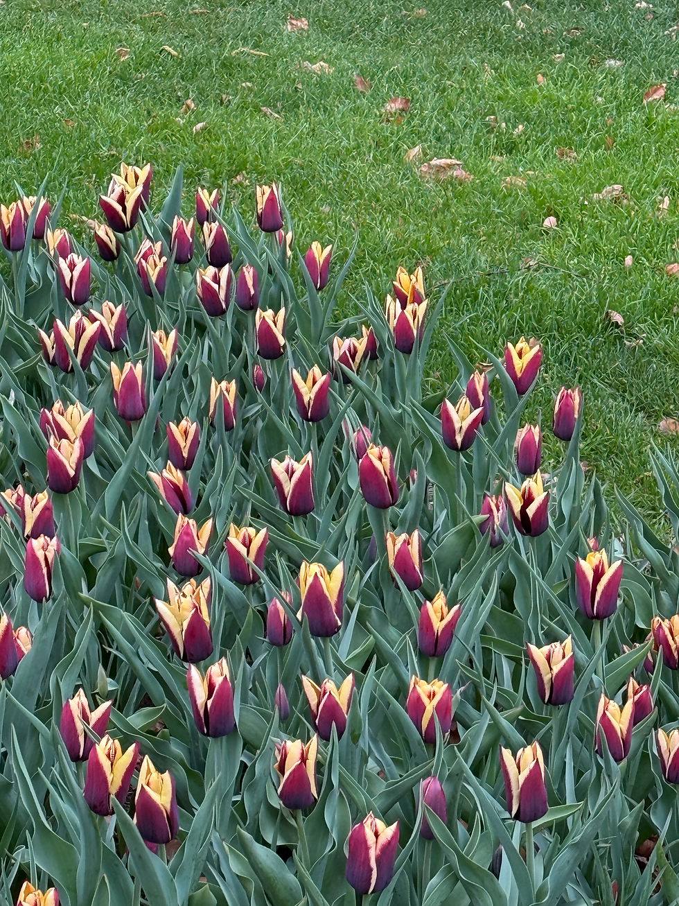 Thumbnail: Tulip Gavota