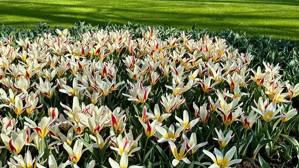 Thumbnail: Tulip The First