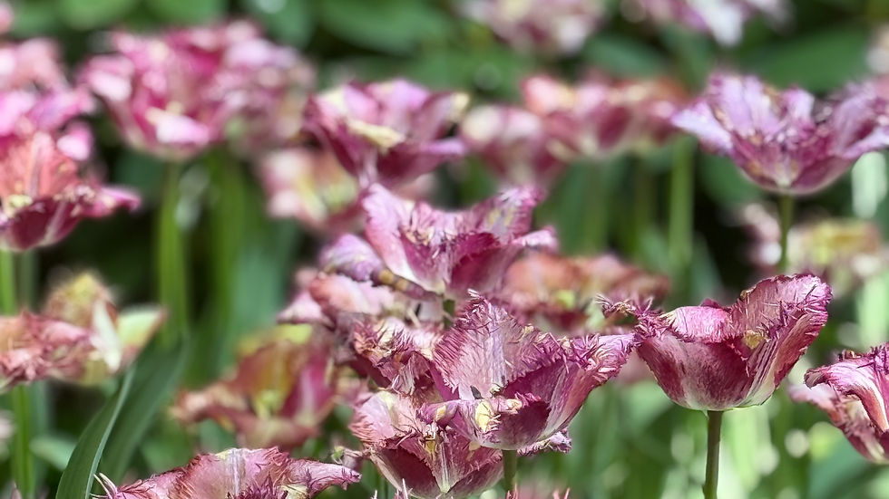 Thumbnail: Tulip Colour Fusion