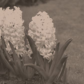 Hyacinth