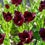 Thumbnail: Tulip Vincent van Gogh