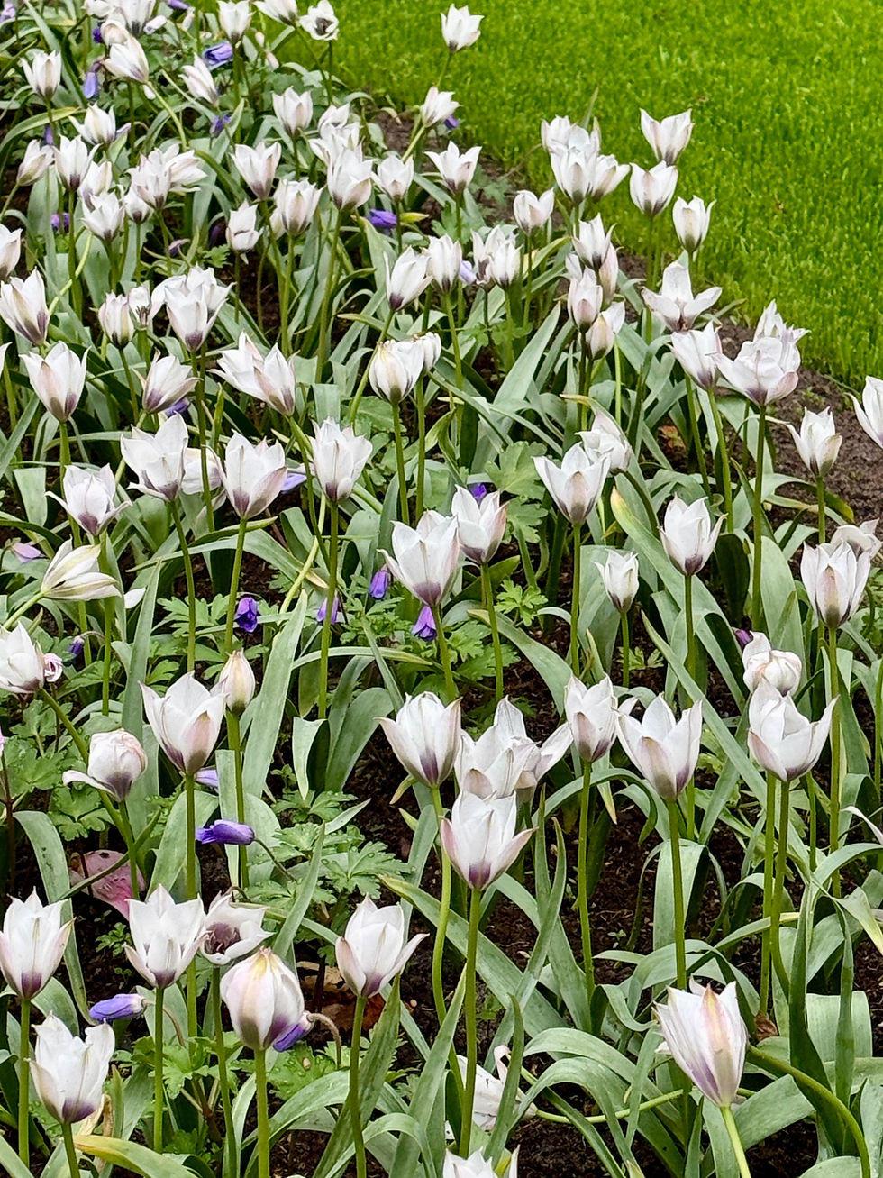 Thumbnail: Tulip Humilis Alba