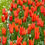 Thumbnail: Tulip Dutch Dancer