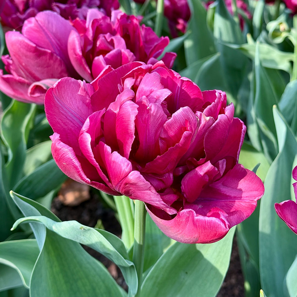 Thumbnail: Tulip Alison Bradley