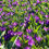 Thumbnail: Crocus Ruby Giant