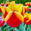 Thumbnail: Tulip Denmark