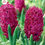 Thumbnail: Hyacinth Woodstock