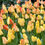 Thumbnail: Tulip Daydream