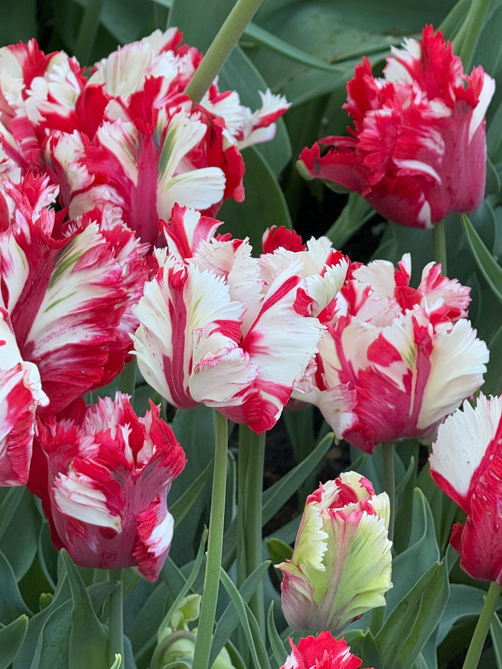 Thumbnail: Tulip Estella Rijnveld