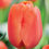 Thumbnail: Tulip Bourbon Street