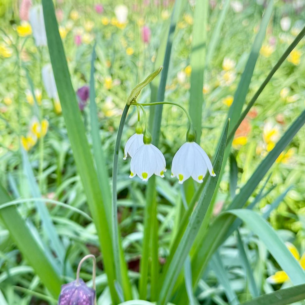 Thumbnail: Leucojum aestivum
