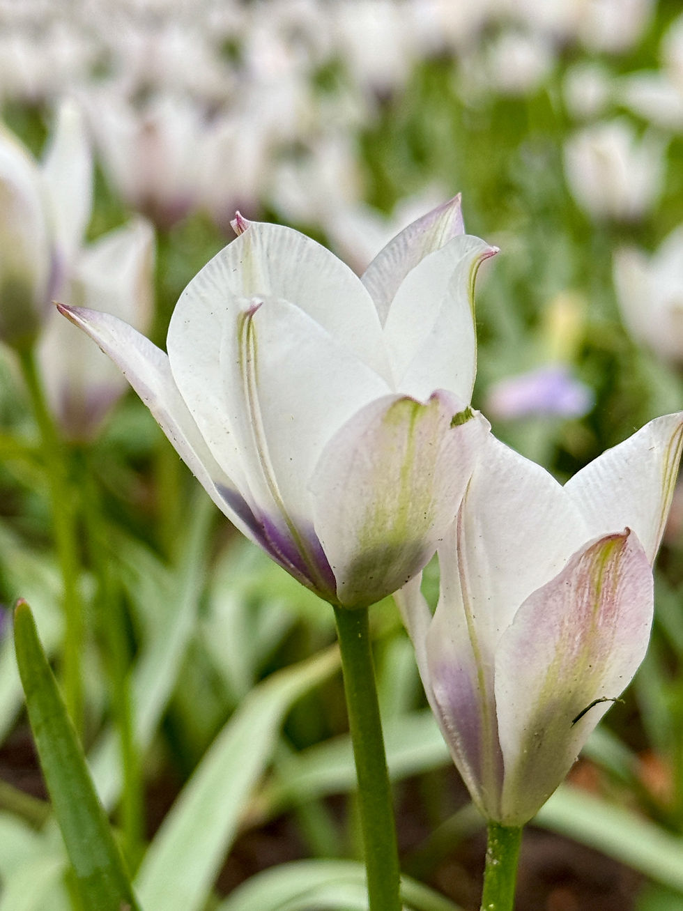 Thumbnail: Tulip Humilis Alba