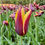 Thumbnail: Tulip Gavota