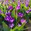 Thumbnail: Crocus Ruby Giant