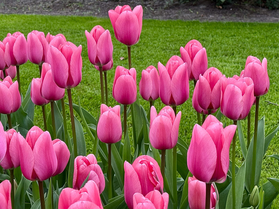 Thumbnail: Tulip Big Love