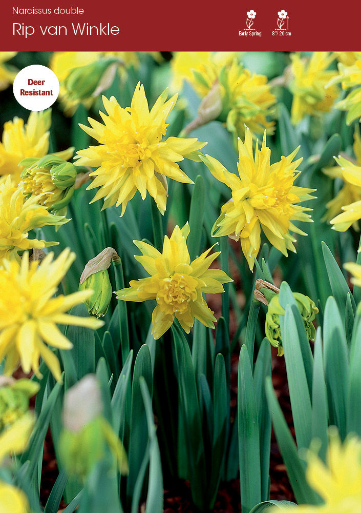 Daffodil Rip van Winkle